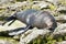 Sleeping seal on seacoast rock, New Zealand