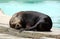 Sleeping sealion