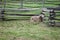 Sleeping Sheep on Fence