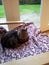 Sleeping Siberian cat kitten tabby longhaired fluffy cute furyrestful chair purple garden throw blanket