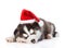 Sleeping Siberian Husky puppy in red santa hat. isolated on white background