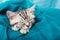 Sleeping silver tabby kitten on blue background