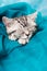Sleeping silver tabby kitten on blue background