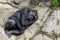 Sleeping silverback gorilla
