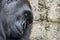 Sleeping silverback gorilla profile