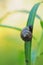 Sleeping snail on a vertical green leaf meets the dawn