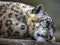 Sleeping snow leopard 2