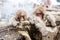 Sleeping Snow monkeys from Jigokudani Monkey Park in Japan, Nagano Prefecture. Cute Japanese macaques sitting in a hot spring