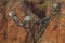 Sleeping Spinifex pigeons Geophaps plumifera on dried tree in Australia Red Centre desert.