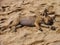 Sleeping stray puppy on the beach