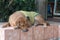 Sleeping street dog wearing T-Shirt