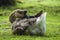 A sleeping swan goose with its beak inserted into brown and white feathers.