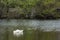 Sleeping Swan in Pond by the Woods