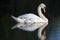 A sleeping swan reflected in the water