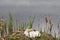 Sleeping swan sitting on nest waiting for eggs to hatch