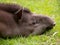 Sleeping tapir