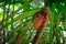 Sleeping Tarsier or Tarsius Syrichta on the tree in Tarsier Sanctuary of Bohol Island, Philippine.