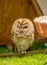 Sleeping Tawny Owl