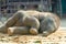 Sleeping, Thai Calf Elephant