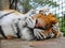 Sleeping Tiger Muzzle