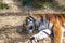 sleeping tiger, tiger in the savannah sleeping, spotted tiger