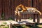 Sleeping tiger and wooden background