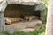 Sleeping Tigers in Den