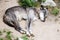 Sleeping Timber Wolf, Canis lupus occidentalis