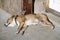 Sleeping tired dog at doorway in summer sunshine Staffordshire bull terrier