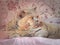 Sleeping tired pedigree persian british shorthair cat on bed asleep dreaming snoring dozy luxury bumpkin muffin feline cats cat