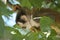 Sleeping Titi Monkey