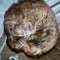 Sleeping tortoiseshell tabby cat curled up on blanket