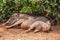 Sleeping warthogs in kenya