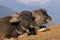 Sleeping water buffalo babies