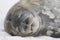 Sleeping Weddell Seal, Antarctica