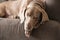 Sleeping Weimaraner Close-up with Collar