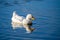 Sleeping whilst swimming as a white pekin ducks shuts eyes on a still calm lake