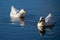Sleeping whilst swimming as a white pekin ducks shuts eyes on a still calm lake