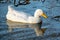 Sleeping whilst swimming, white drake pekin ducks closes his eyes