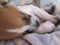 Sleeping White and Brown Puppy.