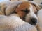 Sleeping White and Brown Puppy.