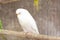 Sleeping White Budgerigar