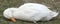 Sleeping white duck