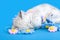 Sleeping White Kitten with a tangled string flower decoration on a blue blanket background