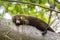 Sleeping white-nosed coati - Nasua narica - Costa Rica