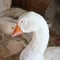 Sleeping White Snow Goose