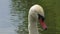 Sleeping white swan waterfowl on a pond