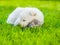 Sleeping White Swiss Shepherd`s puppy hugging small kitten on gr