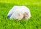 Sleeping White Swiss Shepherd`s puppy hugging small kitten on green grass