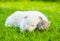 Sleeping White Swiss Shepherd`s puppy hugging small kitten on green grass